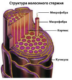 struktura-volosa.jpg