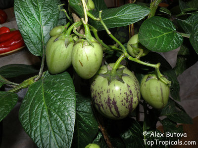Solanum_muricatum.jpg