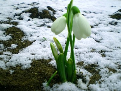 spring.jpg