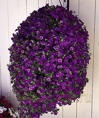 Calibrachoa_03.jpg