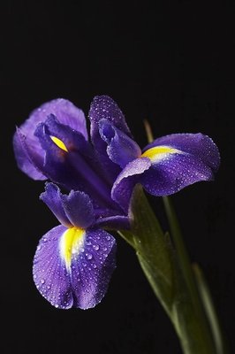 Iris_enl------------------------------------------.jpg
