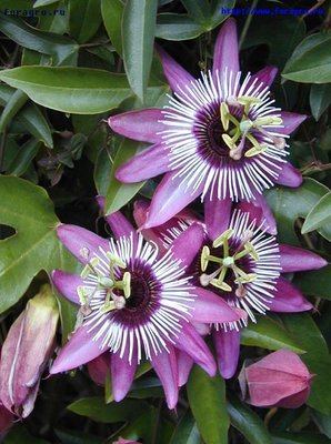 vv_flower_passionflower_6_h_orig.jpeg