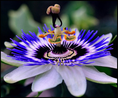 passiflora_10.jpg