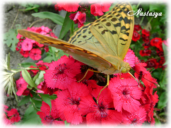 DSC09929 копия.jpg