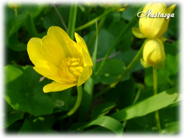 DSC00556 копия.jpg