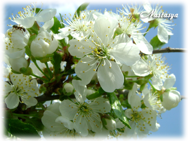 DSC01864 копия.jpg