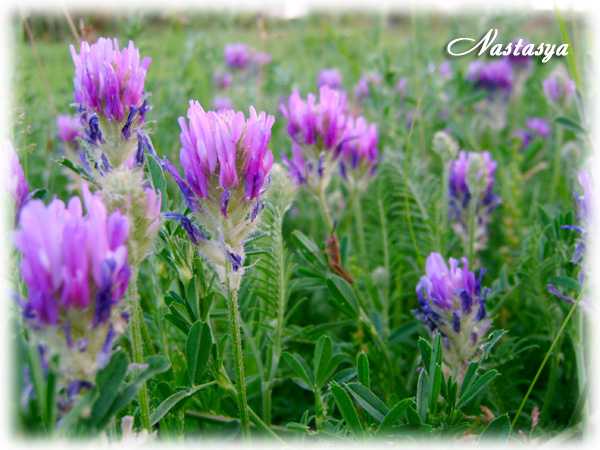 DSC05354 копия.jpg