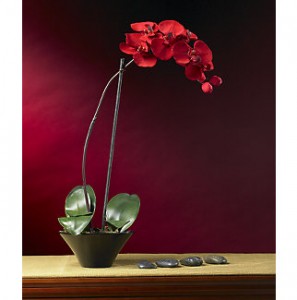 4859_Holiday-Phalaenopsis-Orchid-Arrangement1-297x300.jpg