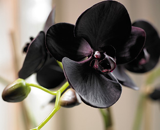 1637368-phalaenopsis-w-sq-d.jpg