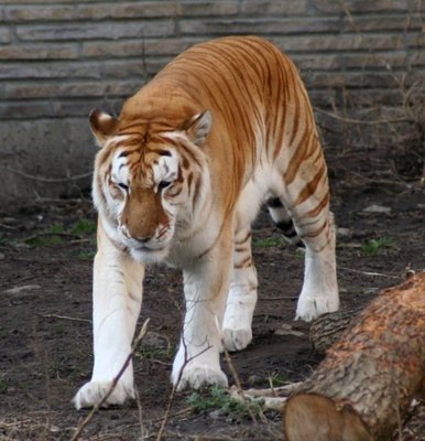 0_55c08_bd0087cf_XL.jpg