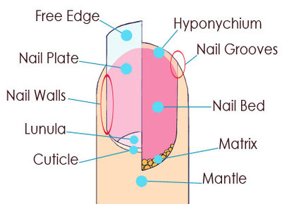 42989_finger-nail-structure.jpg