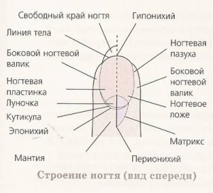 images-stories-image005-300x271.jpg