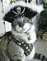 Кот - пират