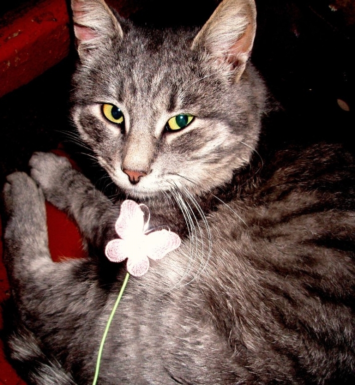 Котик